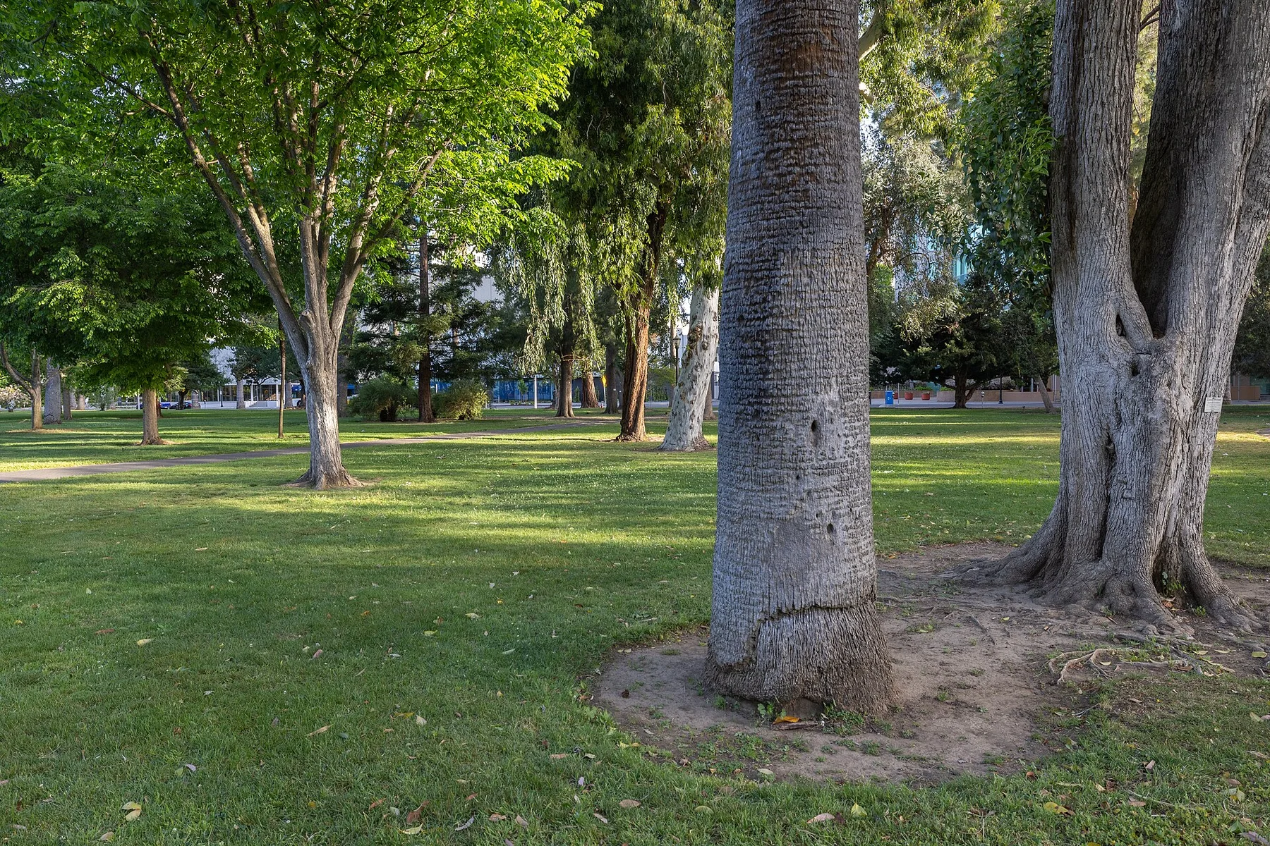 Mature trees casting shade across California State Capitol Park in Sacramento